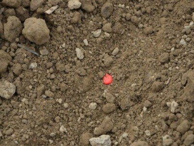 Pioneer sjetva pokusnih polja 2015.