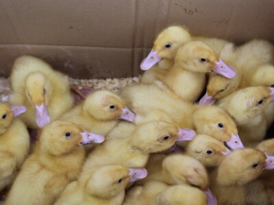 Proljetni bjelovaski sajam 2022.