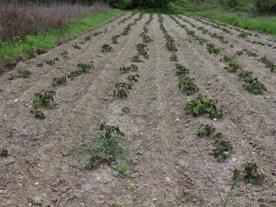 Niske ovoproljetne temperature, mraz i slana uništili mlade povrtnjake (krumpir) na vrgoračkom području
