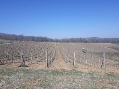 Proljetni poslovi u vinogradima