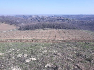 Proljetni poslovi u vinogradima