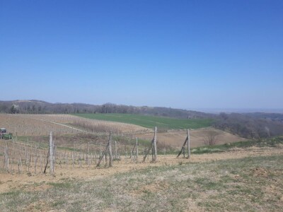 Proljetni poslovi u vinogradima