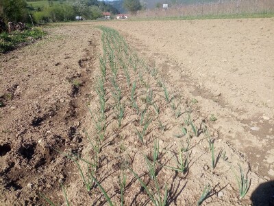 Proljetni radovi na mom imanju