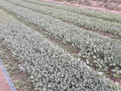 Proljetni radovi na mom imanju