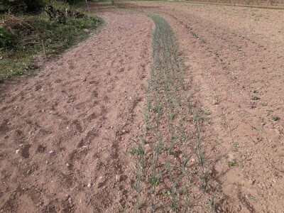 Proljetni radovi na mom imanju