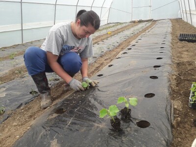 Proljetni radovi na mom imanju