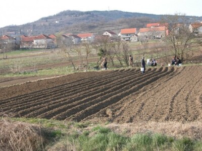 Proljetni radovi u Sinjskom polju nadomak sinjske zračne sportske luke