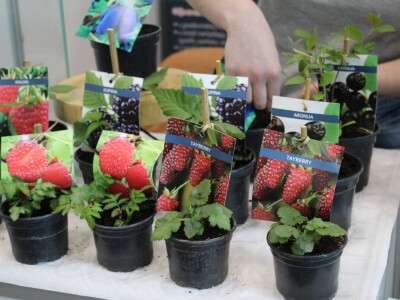 Proljetni sajam Os 2024.