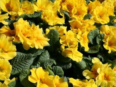 17. Osječki proljetni sajam 2010