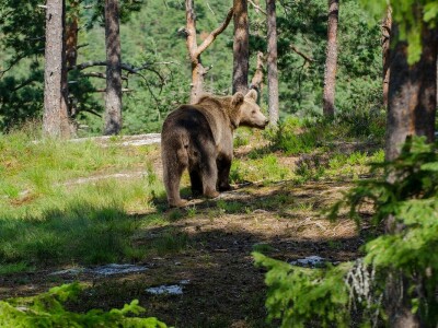 Kozji Vrh, Gorski kotar