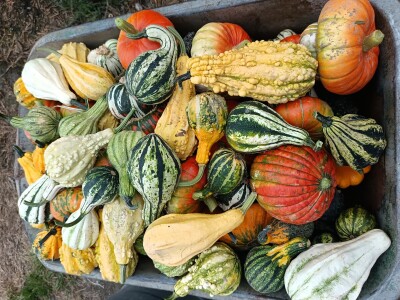 OPG Dasović Malo Vukovje