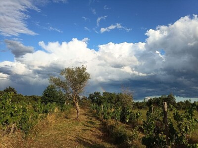 Promoviramo živa vina koja se mijenjaju, ovisno o godini organizatora, Tomislav Brajnović