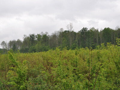 Propadanje poljskog jasena