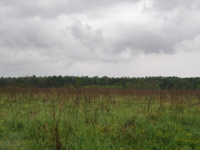 Propadanje poljskog jasena