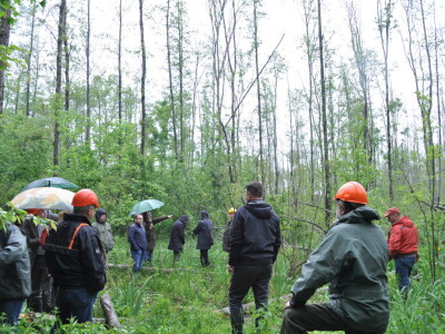 Propadanje poljskog jasena