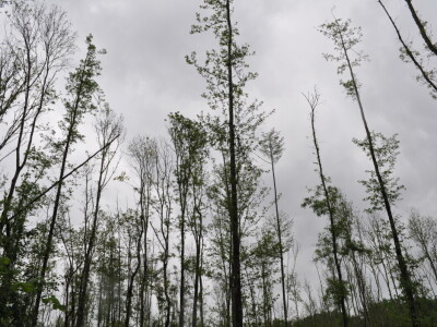 Propadanje poljskog jasena