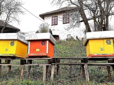 Propolis i Imuno za jačanje organizma