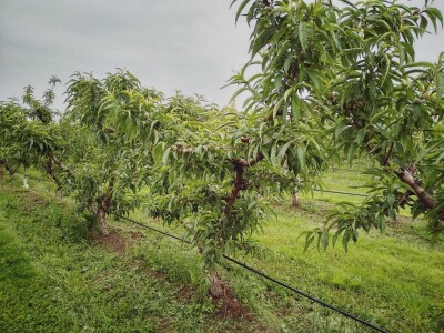 Proređivanje breskve