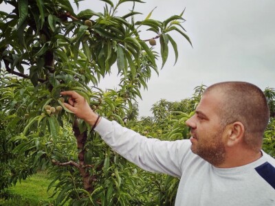 Proređivanje breskve