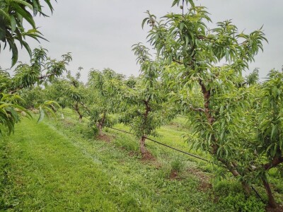 Proređivanje breskve