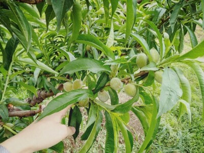 Proređivanje breskve