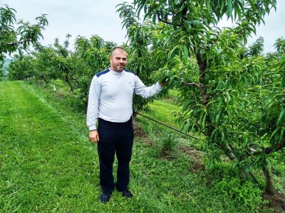 Proređivanje breskve