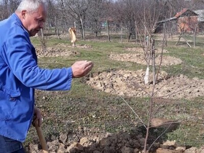 prorijeđivanje jabuka