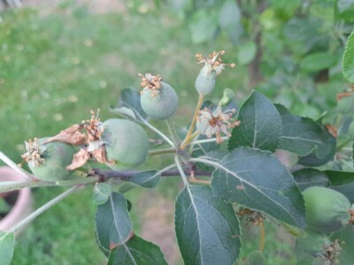 prorijeđivanje jabuka