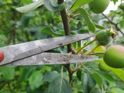 prorijeđivanje jabuka