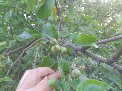 prorijeđivanje jabuka