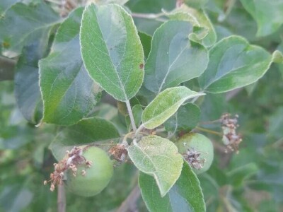 prorijeđivanje jabuka