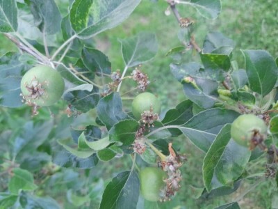 prorijeđivanje jabuka