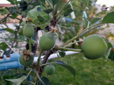 prorijeđivanje jabuka