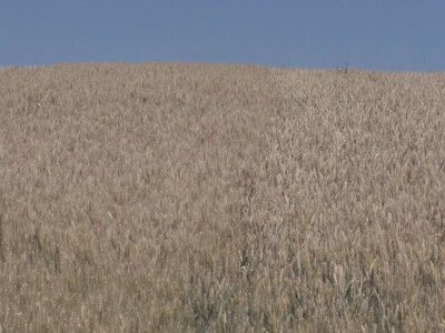 Prosečan rod pšenice