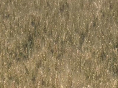 Prosečan rod pšenice