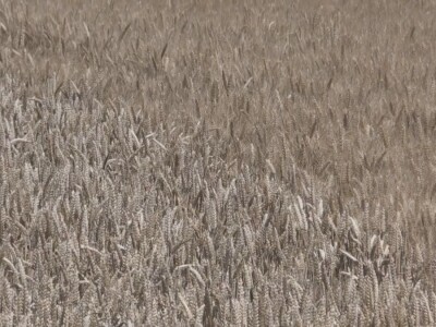 Prosečan rod pšenice