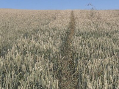 Prosečan rod pšenice