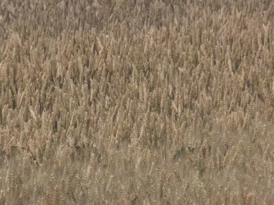 Prosečan rod pšenice