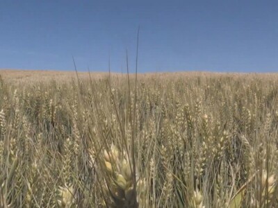 Prosečan rod pšenice