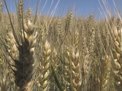Prosečan rod pšenice