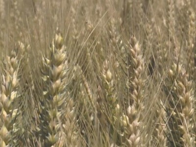 Prosečan rod pšenice