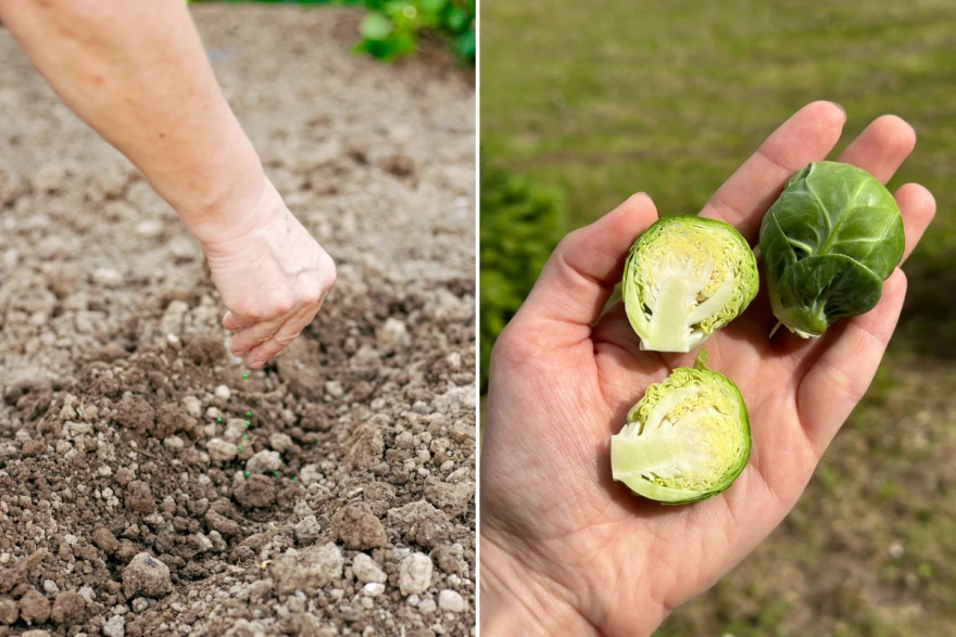proseed