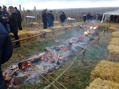 Proslavom sv. Vinka na pokušalištu FAZOS-a započela nova vinogradska godina Proslavom sv. Vinka na pokušalištu FAZOS-a započela nova vinogradska godina