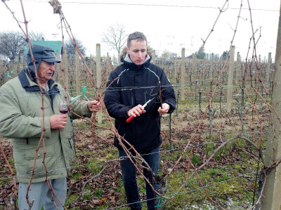 Proslavom sv. Vinka na pokušalištu FAZOS-a započela nova vinogradska godina Proslavom sv. Vinka na pokušalištu FAZOS-a započela nova vinogradska godina