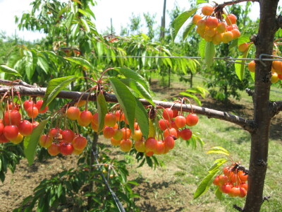 Prošle godine iz Šumadije i Pomoravlja ostvaren je sufiticit od približno 10 miliona evra izvozom agrarnih proizvoda