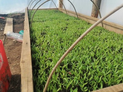 Prošle godine nisam mogla nanijeti povrća, a ove godine sam povećala proizvodnju