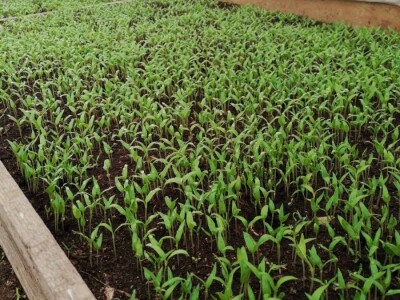 Prošle godine nisam mogla nanijeti povrća, a ove godine sam povećala proizvodnju