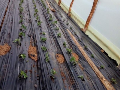 Prošle godine nisam mogla nanijeti povrća, a ove godine sam povećala proizvodnju