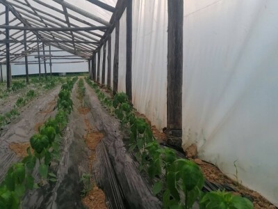 Prošle godine nisam mogla nanijeti povrća, a ove godine sam povećala proizvodnju