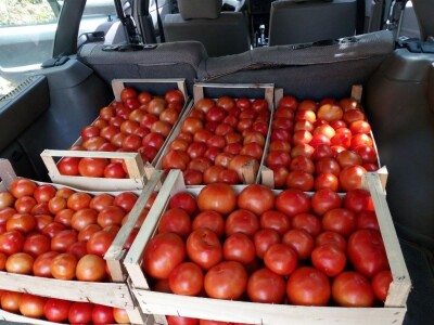 Prošle godine nisam mogla nanijeti povrća, a ove godine sam povećala proizvodnju